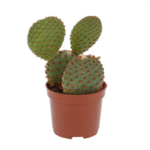 Planta Un Cactus Mini P06