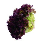 Alface Hidroponica Un Roxa