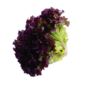 Alface Hidroponica Un Roxa