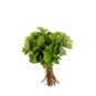 Hortela 1un